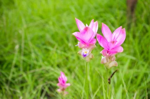 Siam tulip. Stock Photos
