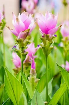 Siam tulip. Stock Photos