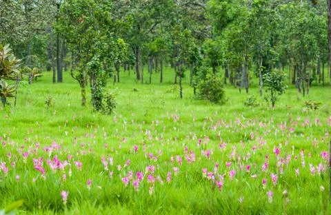 Siam tulip Stock Photos