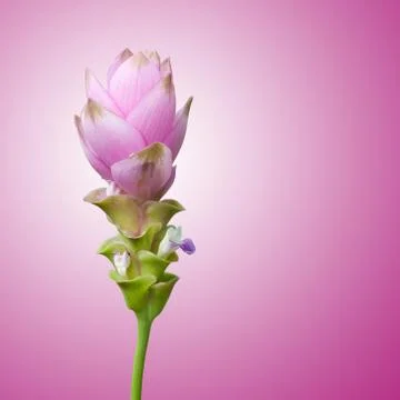 Siam tulip Stock Photos