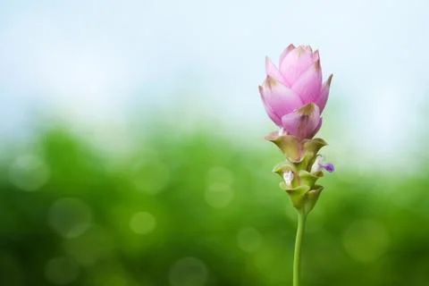 Siam Tulip Stock Photos