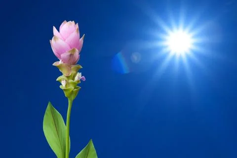 Siam Tulip Foto stock