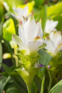 Siam tulip Stock Photos