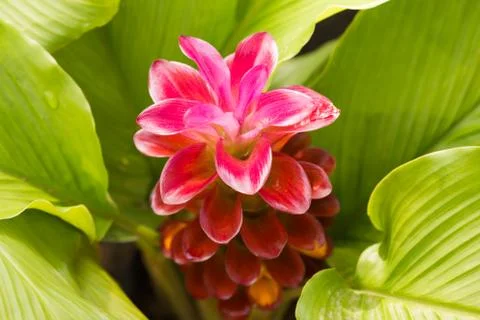 Siam tulip Stock Photos