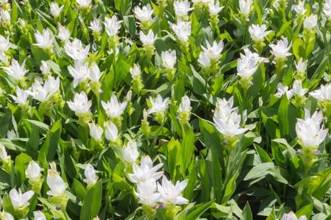Siam tulip Stock Photos