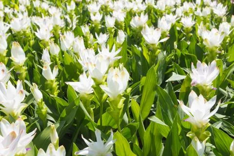 Siam tulip Stock Photos