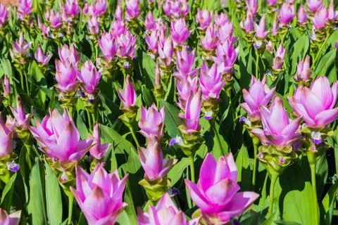 Siam tulip Stock Photos