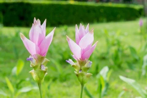 Siam Tulip Stock Photos