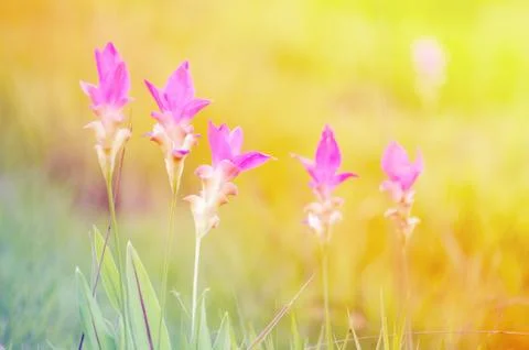 SIAM TULIP Stock Photos