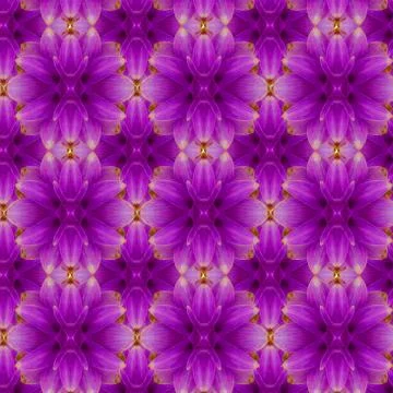Siam Tulip seamless pattern background. Stock Photos