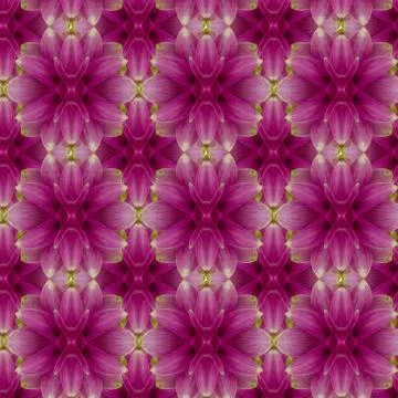 Siam Tulip seamless pattern background. Stock Photos