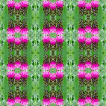 Siam Tulip seamless pattern background. Stock Photos
