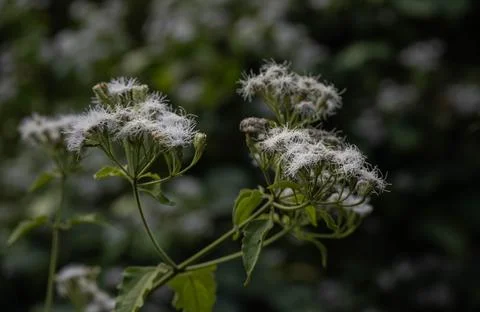 Siam weed Stock Photos