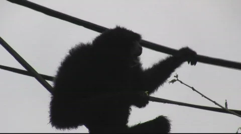 The Siamang (1) Stock Footage 716014