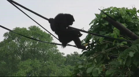 The Siamang (5) Video stock 843981