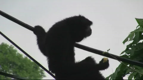 Siamang in Action Stock Footage 716686