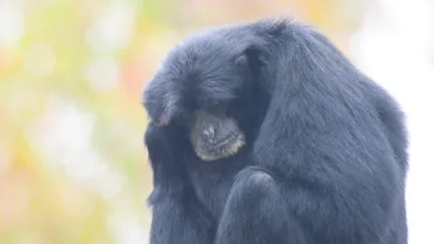 Siamang Stock Footage 154917547
