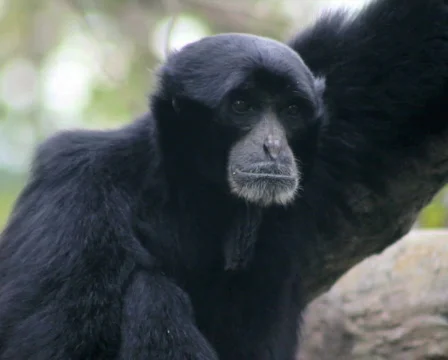 Siamang Gibbon 2 Stock Footage 598046