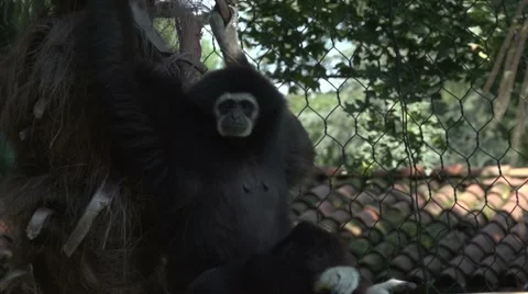 Siamang Gibbon Slow Motion Stock Footage 64891663