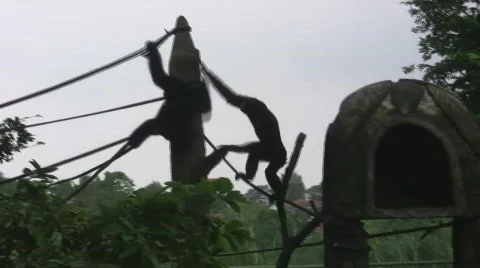 Siamang Jump Video stock 717517