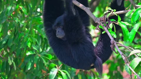 Siamang monkey hanging on the tree 스톡 동영상 238087257