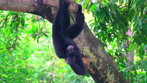 Siamang monkey relaxing on the tree 스톡 동영상 238084634