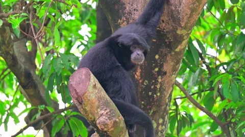 Siamang monkey is sitting on a tree trunk Stock-Footage 238085386