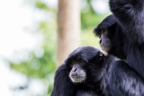 Siamang pair Stock Photos