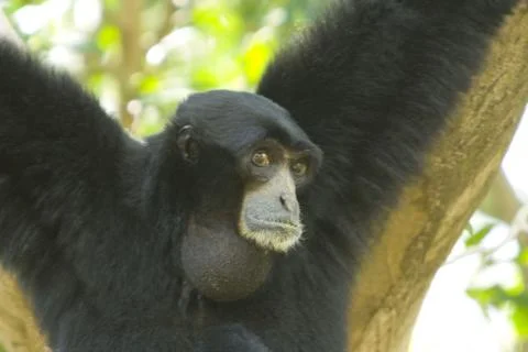 Siamang Stock Photos
