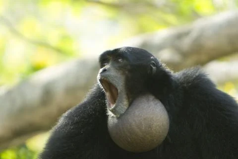 Siamang Stock Photos