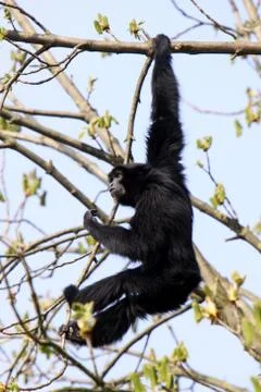 Siamang Stock Photos