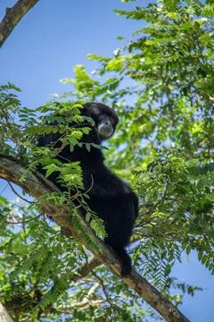 Siamang Stock Photos
