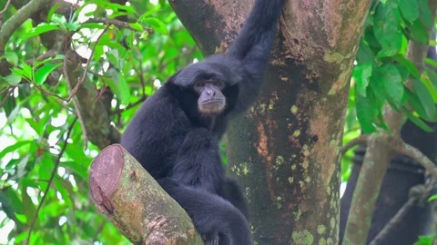 Siamang sitting on a tree 스톡 동영상 238083968
