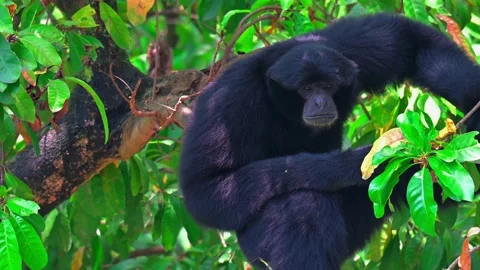 Siamang sitting on a tree 스톡 동영상 238087228