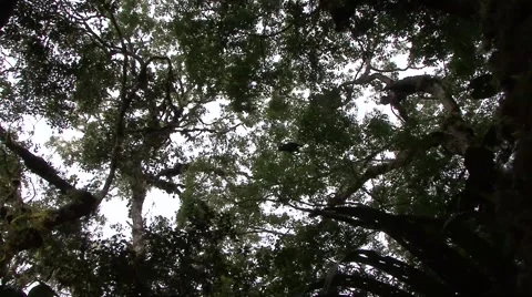 Siamangs move high up in the tree tops Stock Footage 56020668