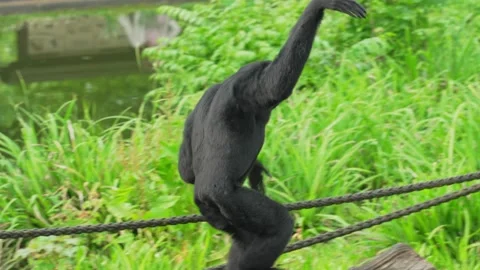 Siamangs runs along a fallen tree trunk Stock Video Pond5