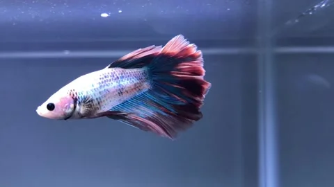 SIAMESE AFTERNOON FISH Stock Footage 220538138