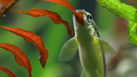 Siamese algae-eater (Crossocheilus oblongus) Stock Footage 104454803