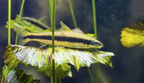 Siamese algae eater fish (Crossocheilus siamensis) Stock Photos
