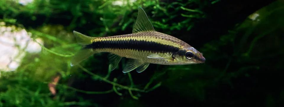 Siamese algae eater fish in the planted aquarium. Stock Photos