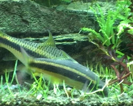 Siamese algae-eater Vídeo Stock 418883