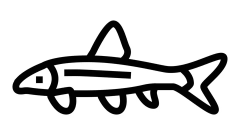 Siamese algae eater line icon animation 動画素材 224415790