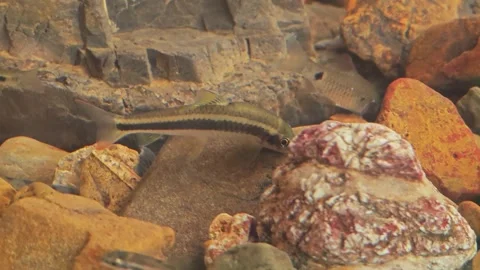 Siamese algae eater or Stone-lapping fish. Stock Footage 305973441