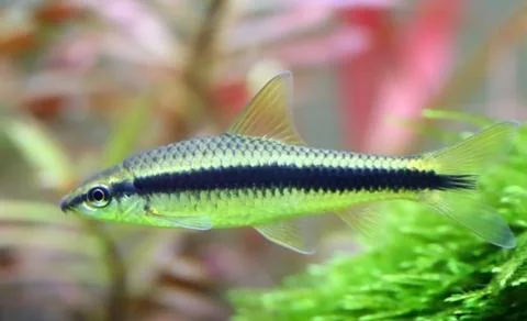 Siamese algae eater Stock Photos