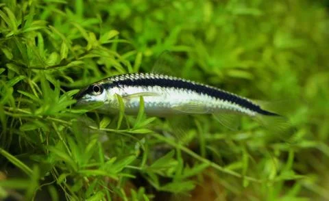 Siamese algae eater Stock Photos