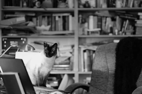 Siamese among the objects of the working cabinet Stock Photos