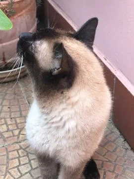 Siamese beauty  Stock Photos