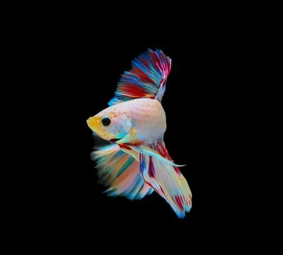 Siamese betta fighting isolated on black background. Stock Photos