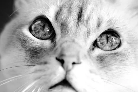 Siamese blue point cat Stock Photos