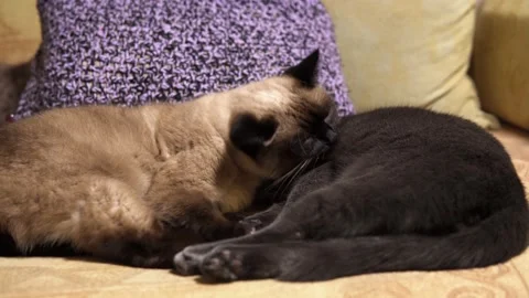 The Siamese breed cat licks grey Korat breed cat who sleeps 動画素材 143030888